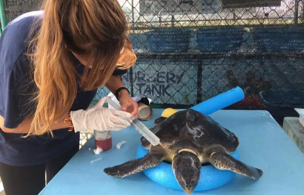 A critical dose of Enrofloxacin for a Hawksbill turtle