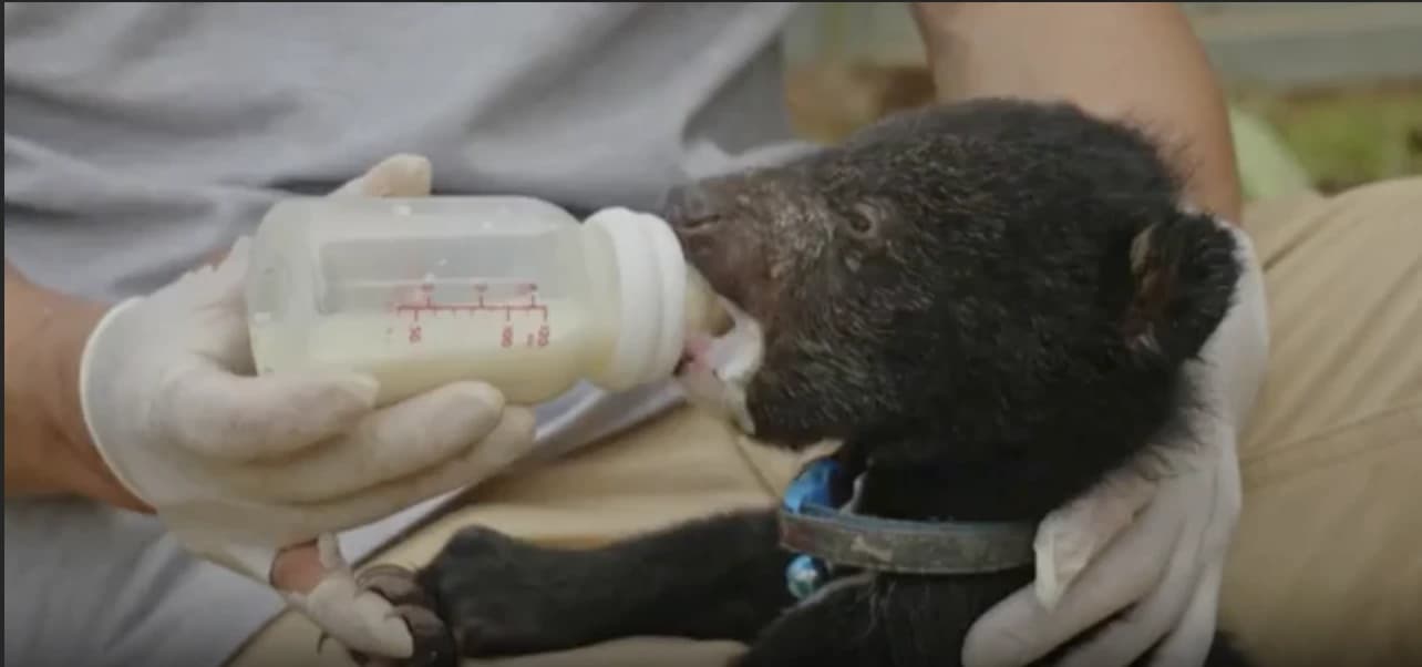 Asian Black Bears — conservation in action