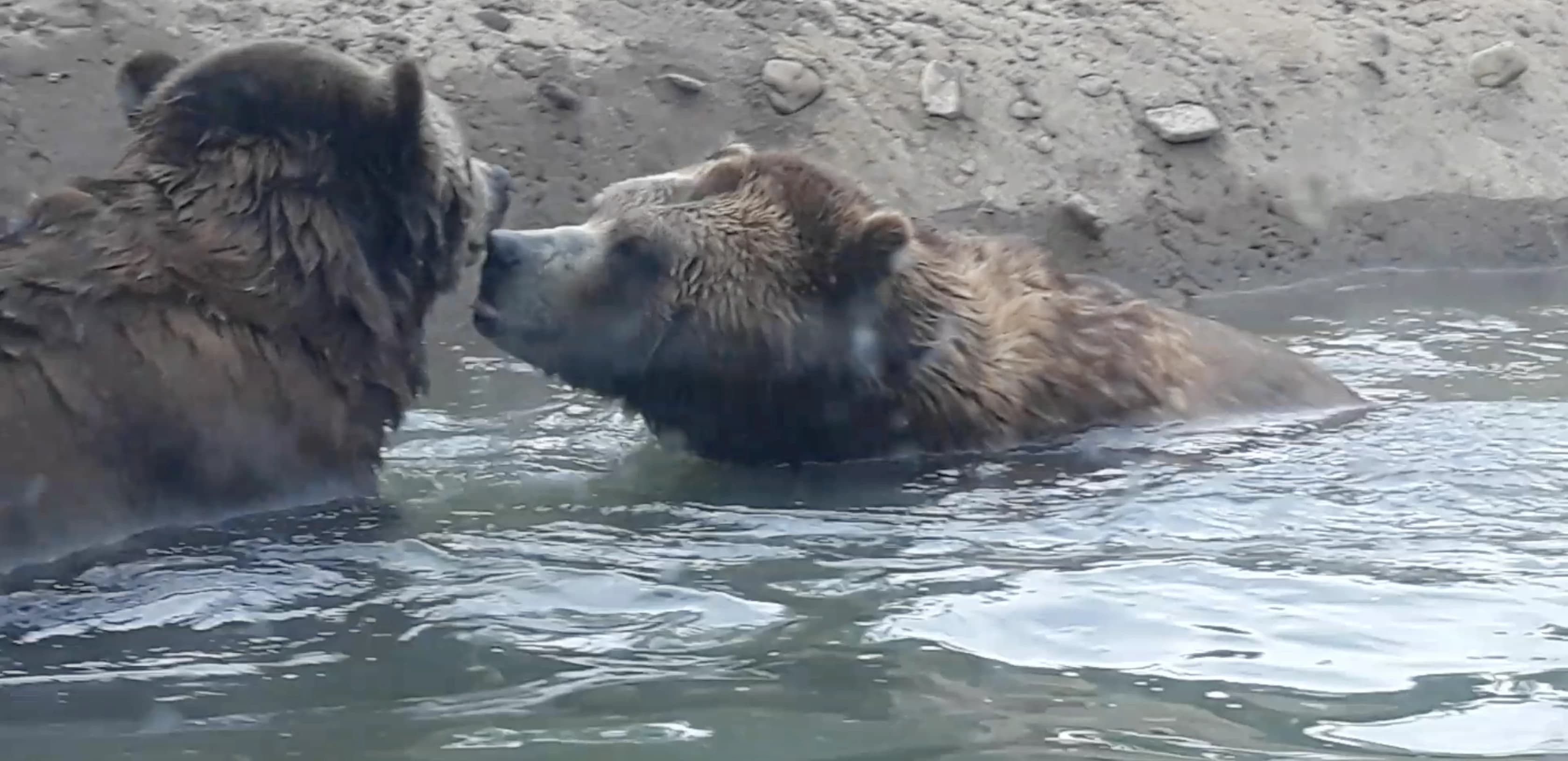 Asian Black Bears — conservation in action